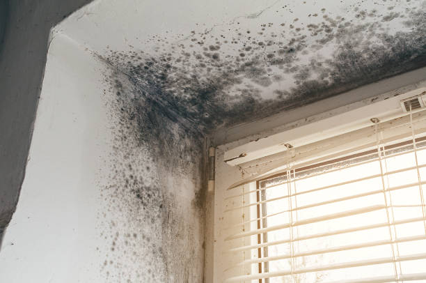Affordable Mold Inspection And Testing solutions in Geneva, WA